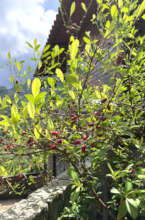 Coca plant with red seeds growing