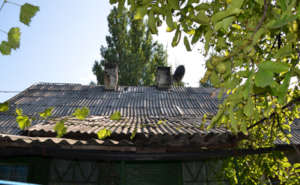 Nelli's Roof Needs Repair