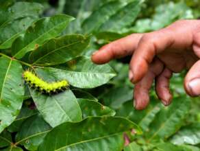 Victor points to an Antherina suraka caterpillar