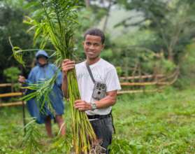 Transplanting young raffia palms