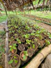 Seedlings grow in one of four local nurseries