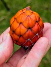 Raphia farinifera seed collection