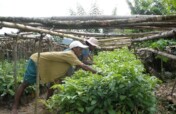 Seeding Change: Resilience through Agroforestry
