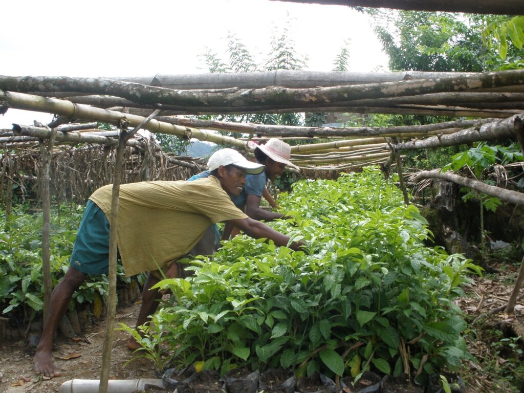 Seeding Change: Resilience through Agroforestry