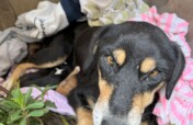 Sterilization of 2,000 dogs and cats in Colombia