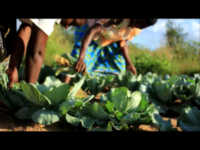 Harvesting Cabbage