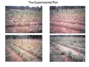 The Irrigation Experiment