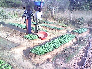 Nursery for rainy-season gardening