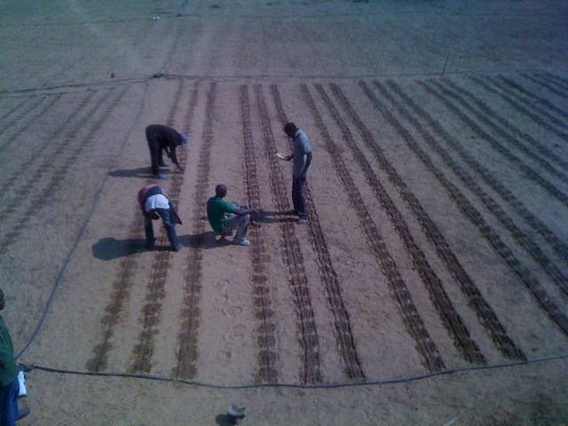 Seeding beetroot and squash in Sibunimba