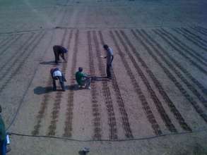 Seeding beetroot and squash in Sibunimba