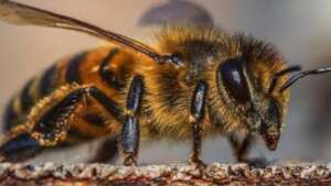 A Closeup of a Beecheii Bee