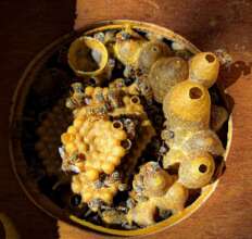 Stingless Beecheii Bee Hive