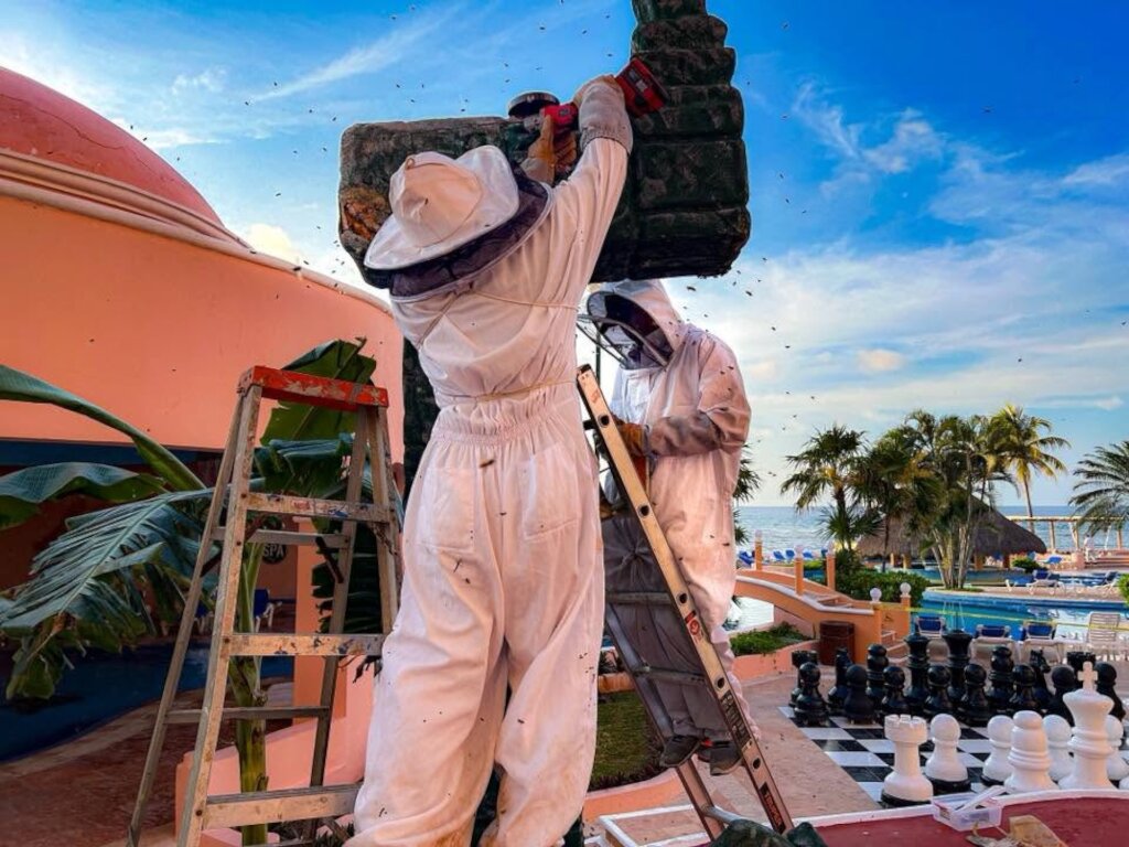 Bee Rescue in Town Square