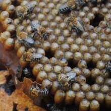 Hives of Stingless Bees are different
