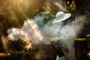 Smoke is used during bee rescues to quiet the bees