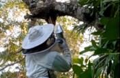 Bee Conservation and Education in Mexico