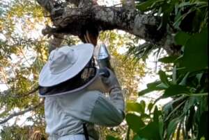 Bee Conservation and Education in Mexico