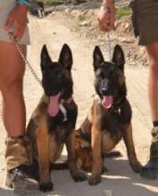 Lucy and Raven, the two new anti-poaching pups