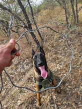 Lucy with a snare she found