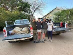 Junior Field Rangers relocating lions