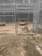 Ozzie and Echo and their new habitat