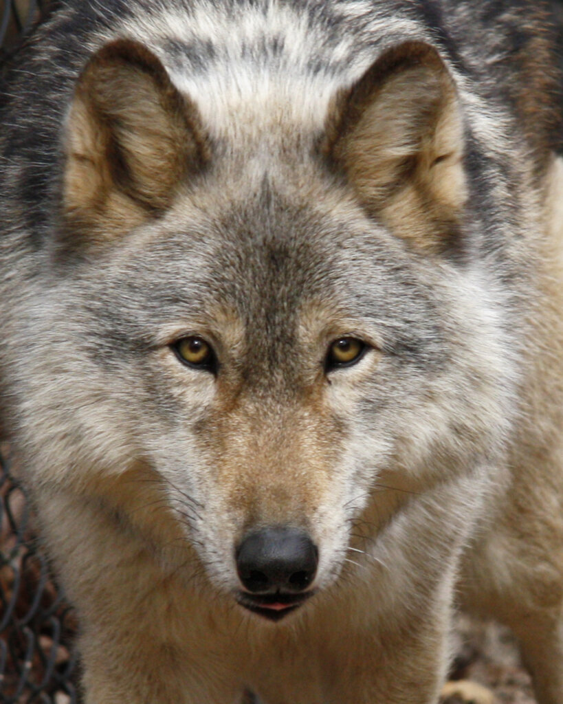 Echoes of The Wild: Predator Preserve Expansion