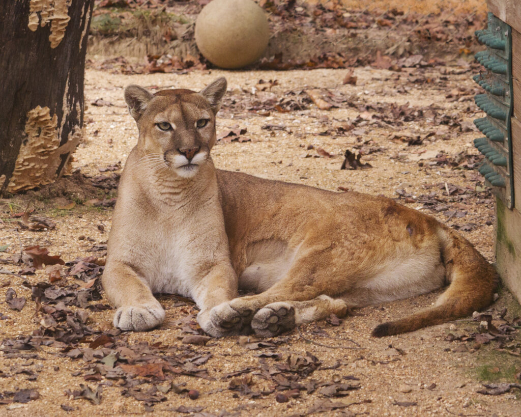 Cougar Antics