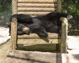Lounging Bear