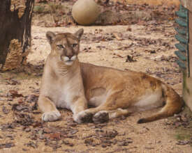 Cougar Antics