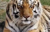 Echoes of The Wild: Predator Preserve Expansion