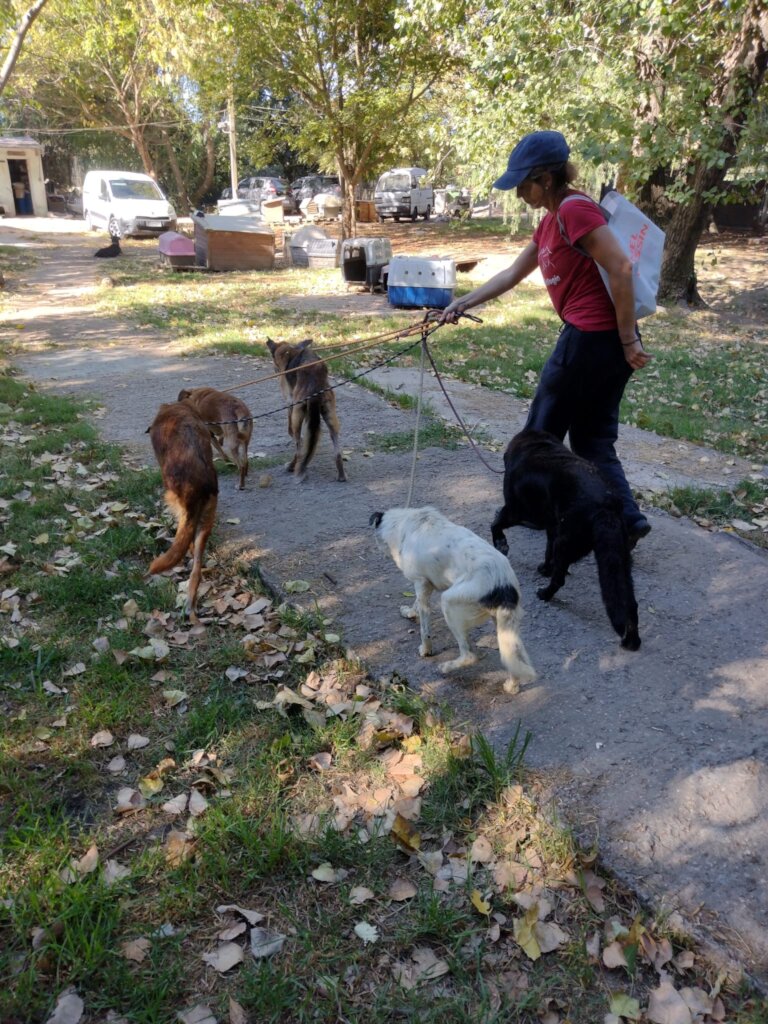 A volunteer walking senior dogs at the shelter.