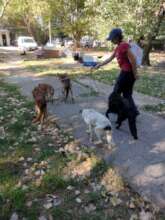 A volunteer walking senior dogs at the shelter.
