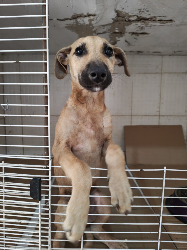 Spaying Campaign-Uruguay Dogs Overpopulation