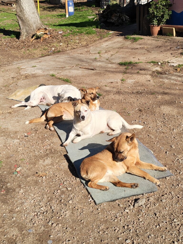 Spaying Campaign-Uruguay Dogs Overpopulation