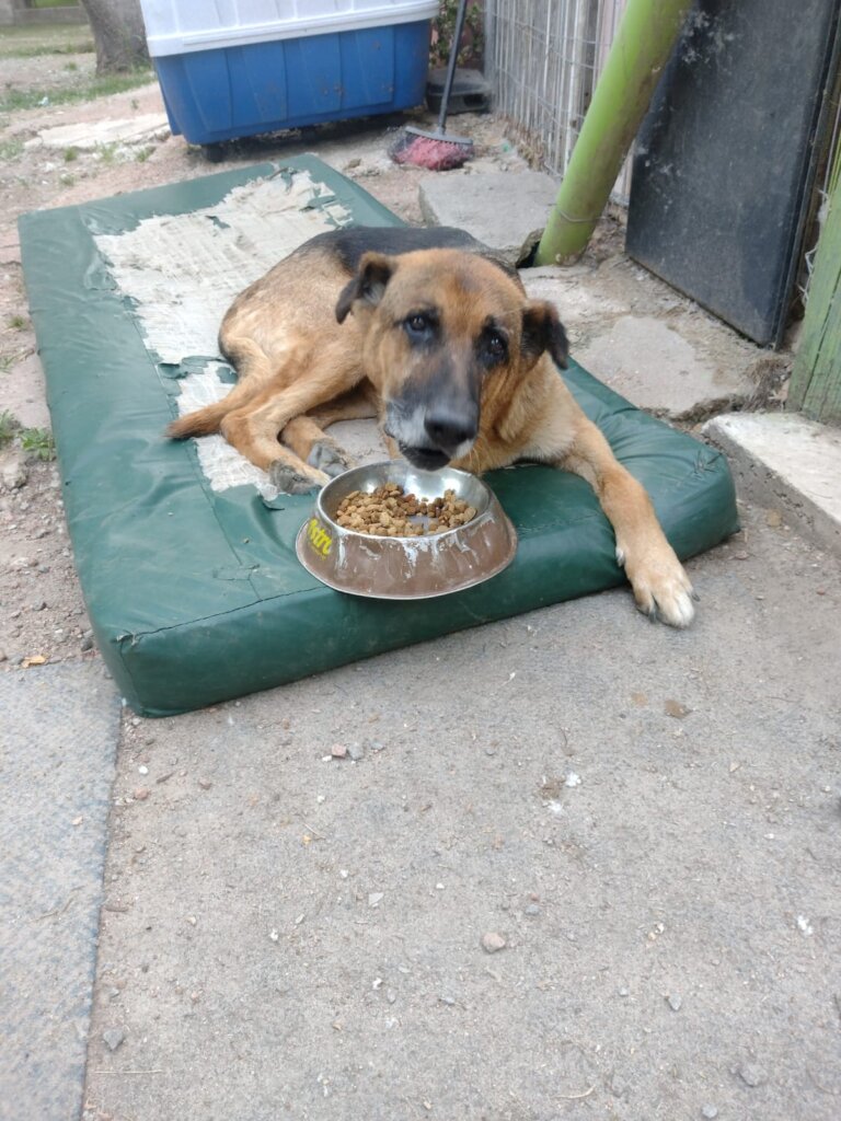 My name is Big Head, I am a three leg dog, am I?