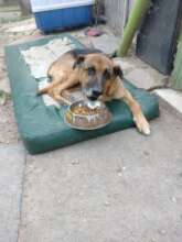 My name is Big Head, I am a three leg dog, am I?