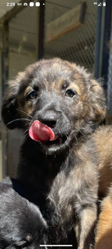 I am irrisistible, and have been adopted!