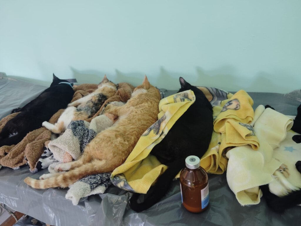 Spaying Campaign-Uruguay Dogs Overpopulation