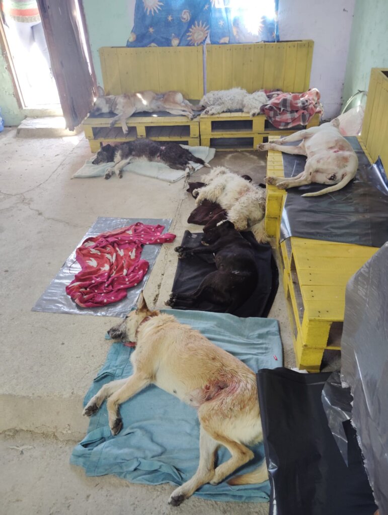 Spaying Campaign-Uruguay Dogs Overpopulation