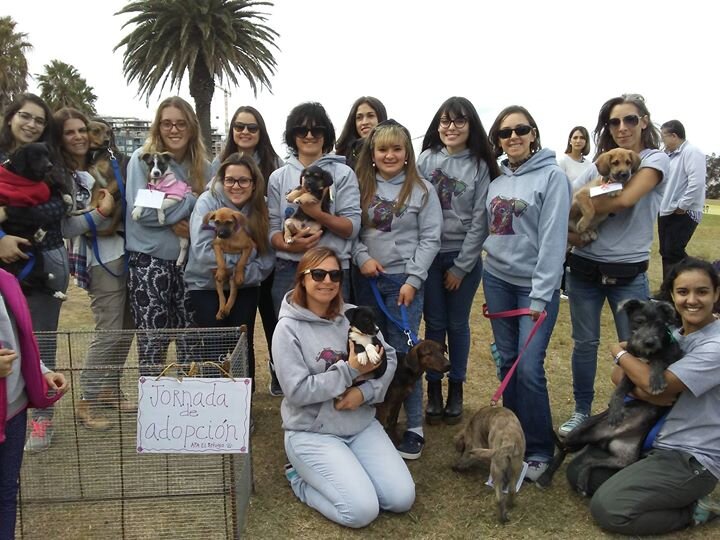 Spaying Campaign-Uruguay Dogs Overpopulation