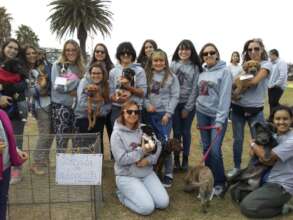 Spaying Campaign-Uruguay Dogs Overpopulation