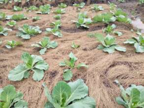 CABBAGE-Domestic Kitchen Gardening