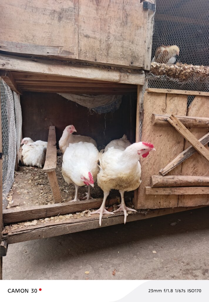 Broilers Chicken Asset
