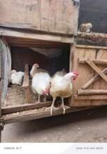 Broilers Chicken Asset