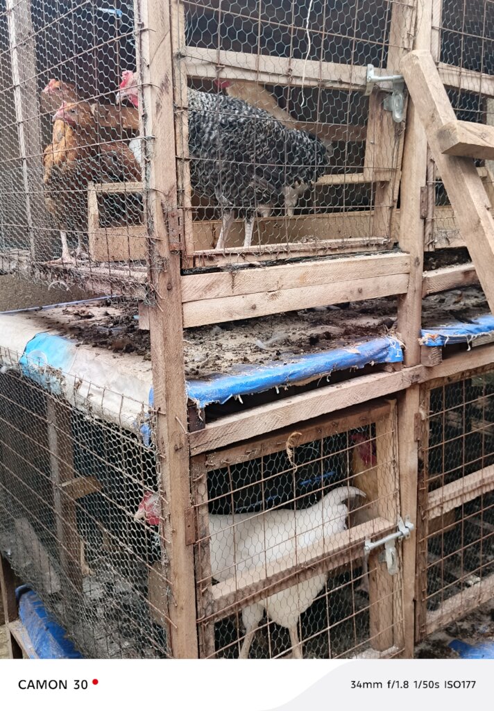 Local Chicken Domestic Asset