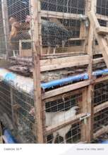 Local Chicken Domestic Asset
