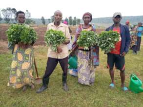 Vegetable harvests by community smallholder farmer