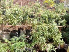 Domestic Asset for a Kitchen Garden