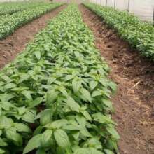 Pilot Domestic Garden in refugee settlement