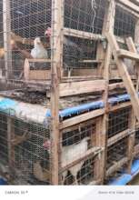 Domestic Asset for Chicken Rearing